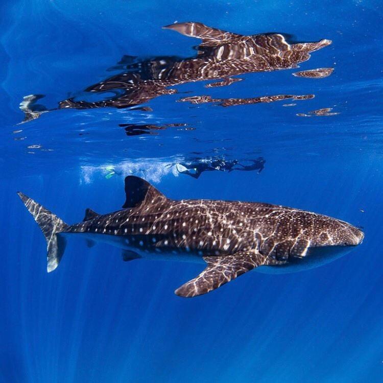 Ningaloo Lodge אקסמות' מראה חיצוני תמונה